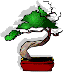 A bonsai tree