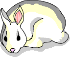 A rabbit