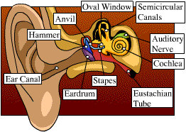A labelled diagram of an ear