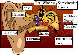 ear labelled