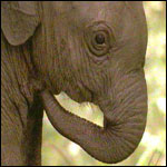 A baby elephant