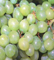 Plump and juicy grapes