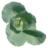 A cabbage