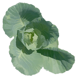 oh...cabbages,