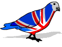 British pigeon