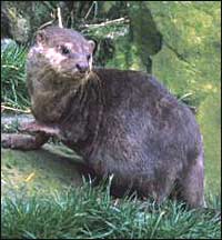 An otter