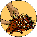 Two hands picking up a baby porcupine