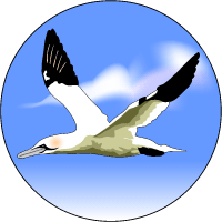 A Northern Gannet