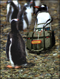 A penguin pushing luggage while another penguin looks on