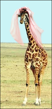 A giraffe in a bridesmaid's veil.