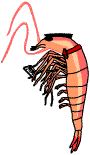 A giant prawn