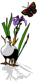 A black and white duck in front of a plant with butterflies flying above.