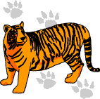 A tiger