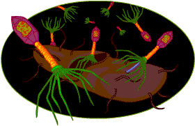 Bacteriophages infecting a virus