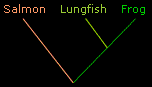 'salmon, lungfish, frog'