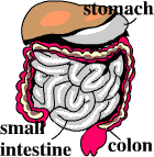 A diagram of the lower gastrointestinal tract, with the stomach, small intestine and colon labelled.