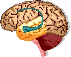 The hippocampus in the brain.
