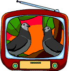 A television showing a soap opera about pigeons ('Pigeon Street') that is interrupted by an advertisement for 'The Fountain on the Square' for pigeons of 'impeckable taste'.