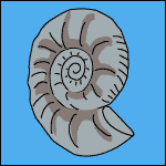 An Ammonite.