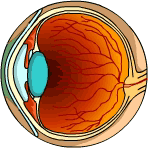 A dissected eye