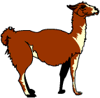 llamas are larger than frogs