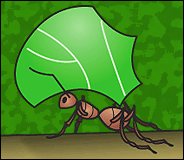 Leaf-cutter ant by Shea