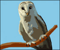 Moonface the barn owl