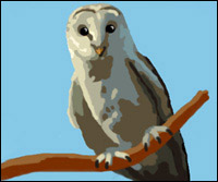 A barn owl