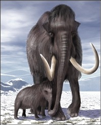 A mammoth and 
her calf