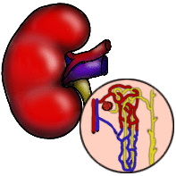 Depictions of a kidney.