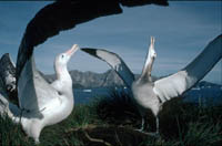 A pair of Wandering Albatrosses displaying during a courtship ritual at a study site on Bird Island, South Georgia.