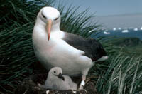 Black-browed Albatross and chick on nest in colony J, Bird Island, South Georgia