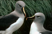 Pair of Grey-headed Albatrosses (Thalassarche chrysostoma) in colony A, Bird Island, South Georgia