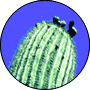 A cactus