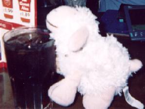 Meetsheep enjoying a drink at an h2g2 Meet