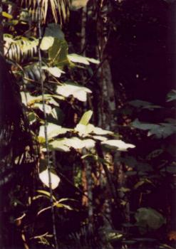 Vegetation in Semiliki