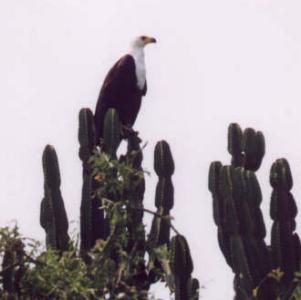 A Fish Eagle