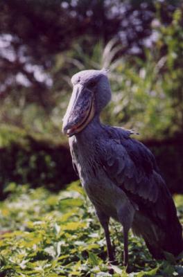 A Shoebill