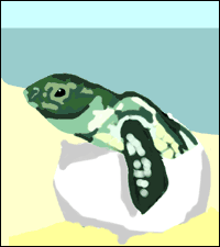 A turtle