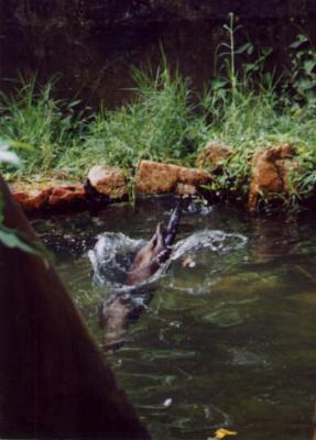 An otter diving