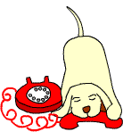 White dog, wagging tail while chewing on a red telephone handset