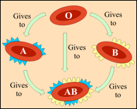 Some blood cells