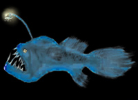 An Anglerfish at the bottom of the big blue ocean