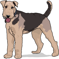 An Airedale dog