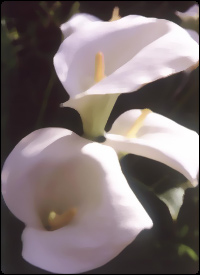 A Lily, symbol of mourning.
