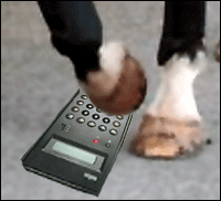 A horse's hoof using a calculator.