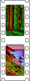 A strip of photograph film showing two scenes; one of a giant Redwood tree, the other rocky cliffs and a beach