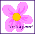 A picture of a flower and a question that says, 'Is this a flower? 