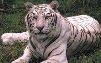 A White Tiger.