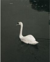 The Swan.